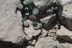 Pozoa coriacea