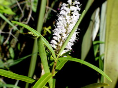 Veronica stenophylla stenophylla