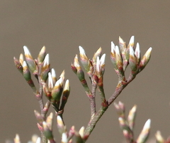 Limonium brasiliense