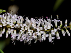 Veronica stenophylla stenophylla