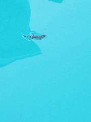 Hemidactylus turcicus