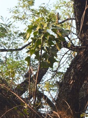 Oreopanax sanderianus