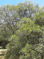 Pouteria salicifolia