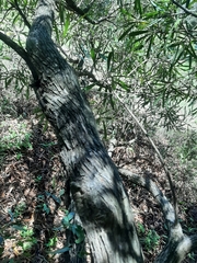 Pouteria salicifolia