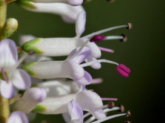 Veronica stenophylla stenophylla