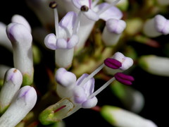 Veronica stenophylla stenophylla