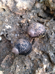 Nerita scabricosta
