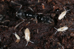 Pseudosinella rolfsi