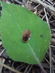 Physonota nitidicollis