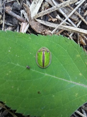 Physonota nitidicollis