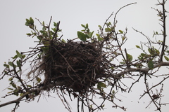 Pachyramphus aglaiae