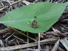 Physonota nitidicollis