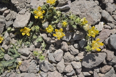 Loasa sigmoidea