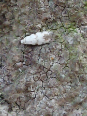 Crypsitricha stereota