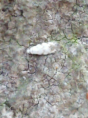 Crypsitricha stereota