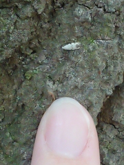 Crypsitricha stereota