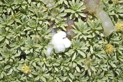 Azorella ruizii