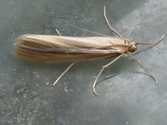 Orocrambus lewisi