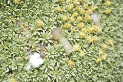 Azorella ruizii