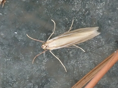 Orocrambus lewisi