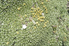 Azorella ruizii