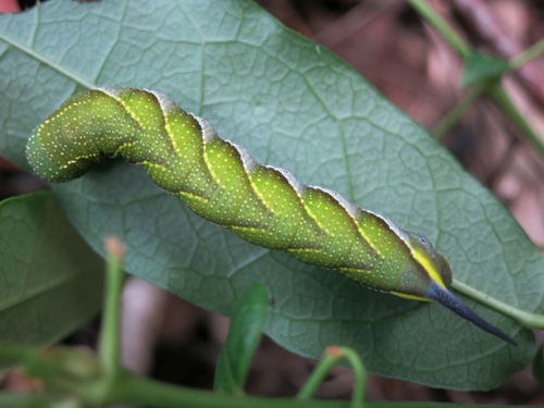 Trumpet Vine Sphinx photo 5