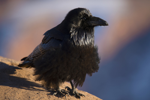 Common Raven photographed in Utah