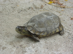 Terrapene coahuila