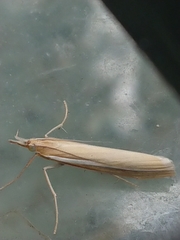 Orocrambus lewisi