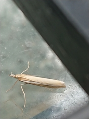 Orocrambus lewisi