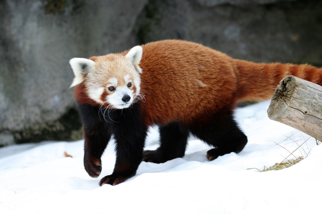 小貓熊(Ailurus fulgens) · 愛自然-臺灣(iNaturalist Taiwan)