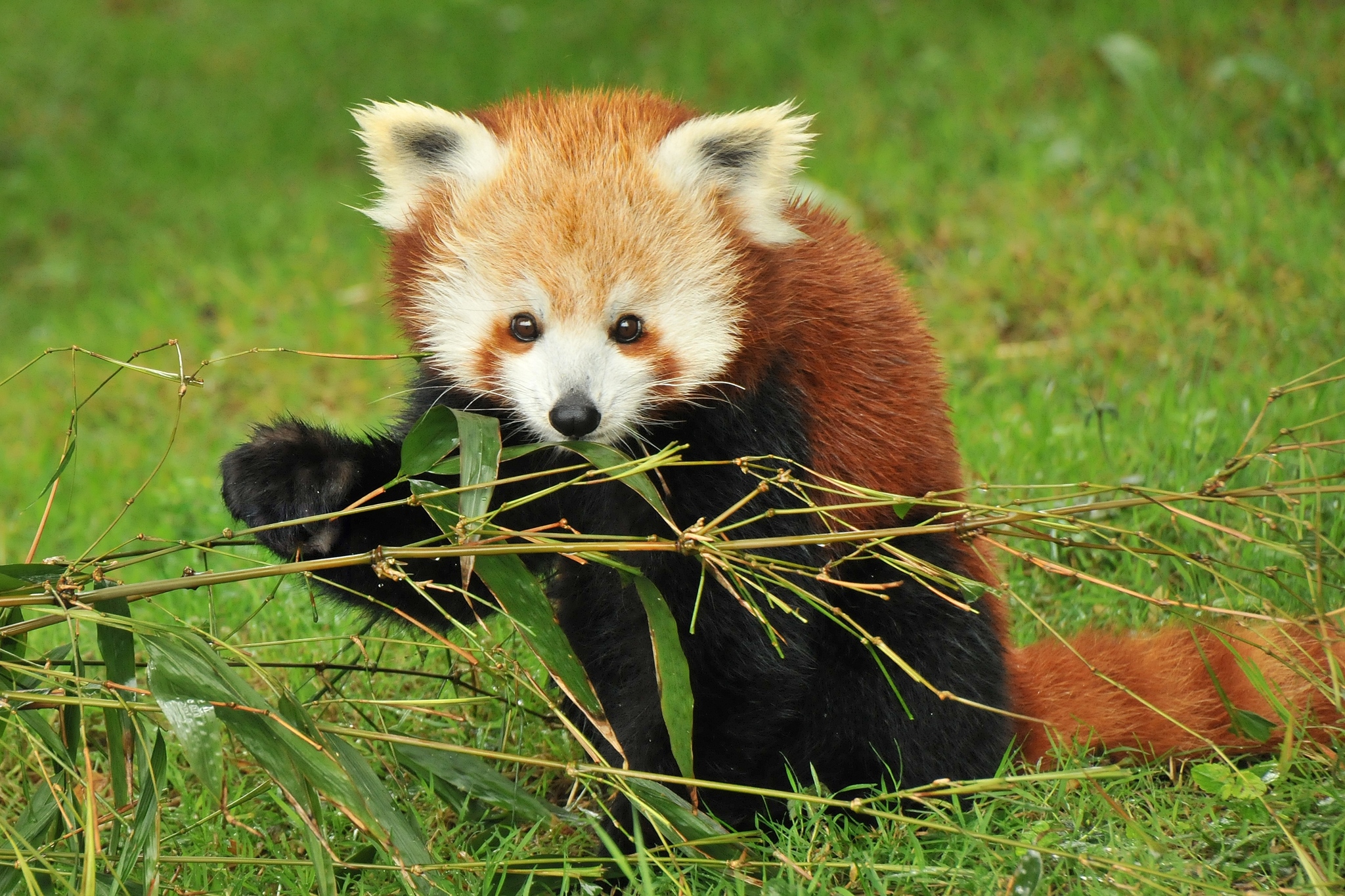 Conheça os pandas-vermelhos, seu amor pelas árvores altas e outras