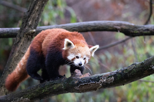 Red Panda, photo 2 of 7