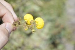 Calceolaria filicaulis