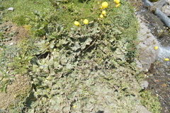 Calceolaria filicaulis