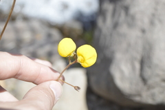 Calceolaria filicaulis