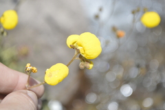 Calceolaria filicaulis