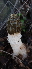Phallus impudicus togatus