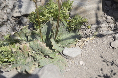 Calceolaria filicaulis
