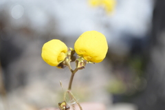 Calceolaria filicaulis