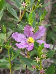 Diplusodon sessiliflorus