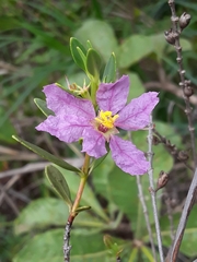 Diplusodon sessiliflorus