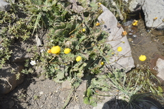 Calceolaria filicaulis luxurians