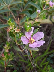 Diplusodon sessiliflorus