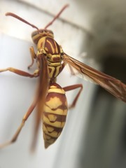Polistes apachus apachus