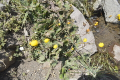 Calceolaria filicaulis luxurians