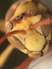 Polistes apachus apachus