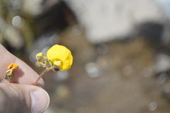 Calceolaria filicaulis luxurians