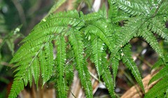 Parapolystichum microsorum