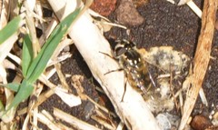 Copestylum marginatum